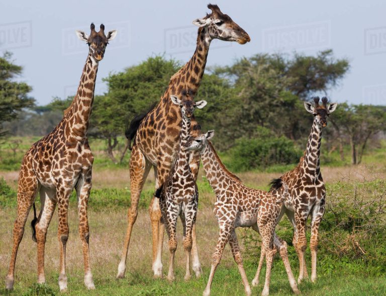 Tra Savana e Cultura Masai: Safari nel Cuore della Tanzania più selvaggia