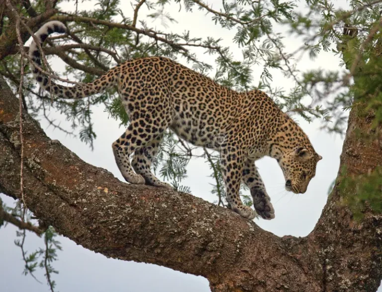 Un viaggio tra big 5 e la migrazione annuale – zona ndutu e serengeti centrale