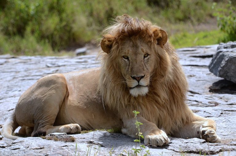 Tanzania Mosaico Safari – 7 Giorni tra Trekking, Wildlife e Parchi Nazionali