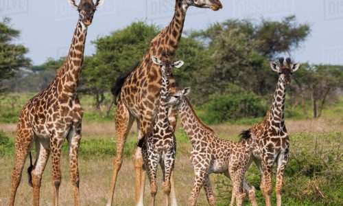 Tra Savana e Cultura Masai: Safari nel Cuore della Tanzania più selvaggia