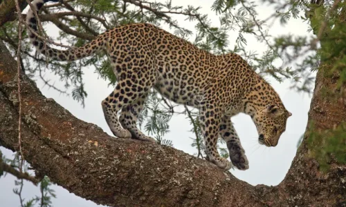 Un viaggio tra big 5 e la migrazione annuale – zona ndutu e serengeti centrale
