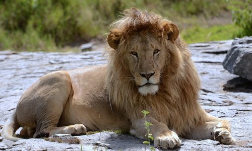 Tanzania Mosaico Safari – 7 Giorni tra Trekking, Wildlife e Parchi Nazionali